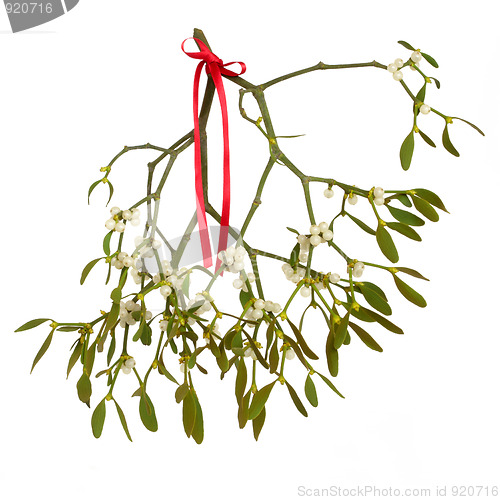 Image of Mistletoe