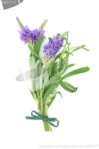 Image of Lavender Herb Flower Posy