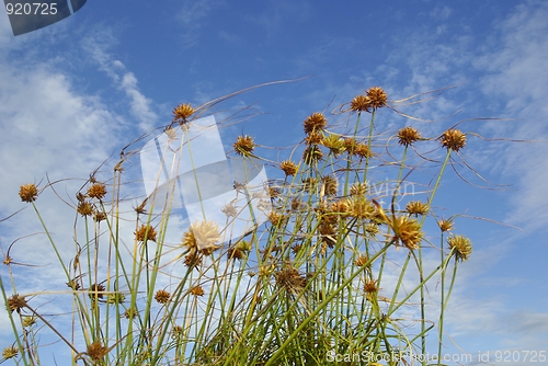 Image of Wild grass