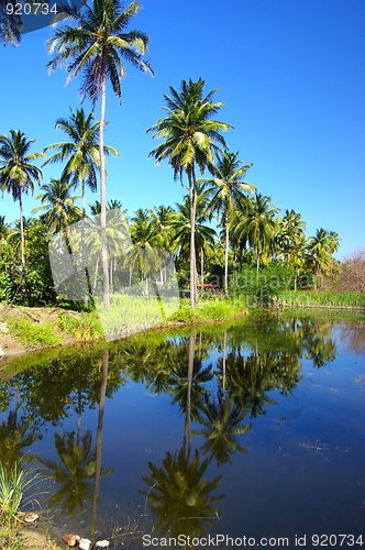 Image of Lake and Palms
