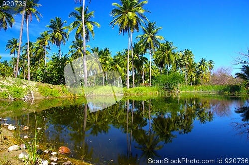 Image of Palms on Lake