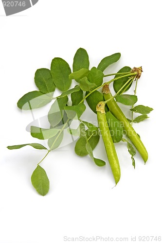 Image of Acacia pods