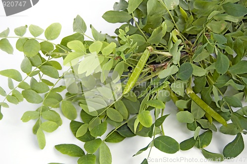 Image of Acacia Sprig