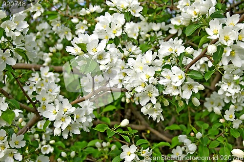 Image of Apple blossoms