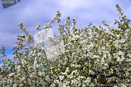 Image of Apple blossoms_1