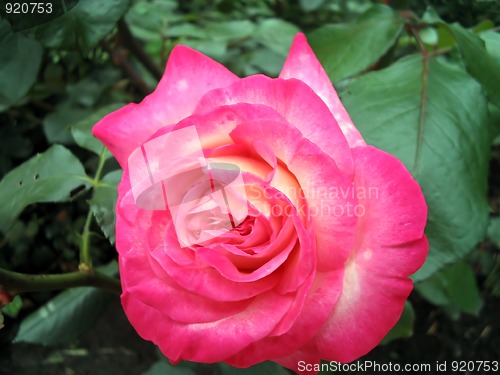 Image of Blooming Pink Rose