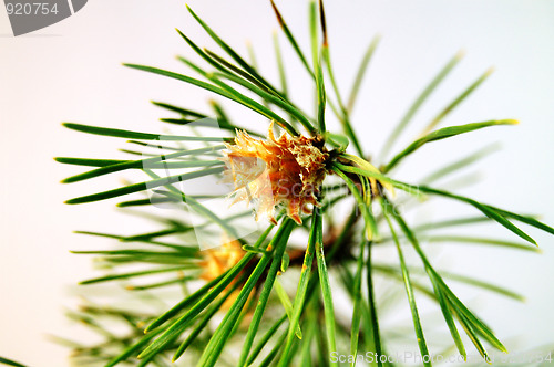 Image of blossomed pine