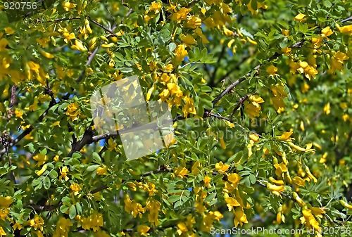 Image of Blossoming Acacia_2