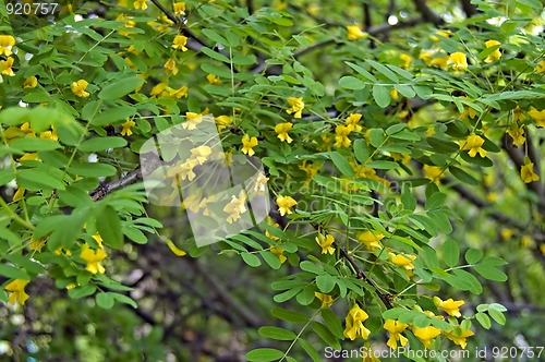 Image of Blossoming Acacia_4