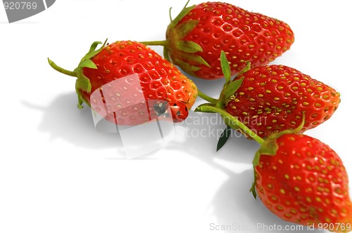 Image of Ladybird on strawberries