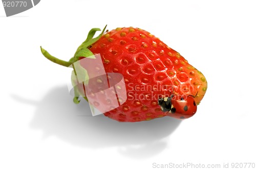 Image of Ladybird on strawberries_1