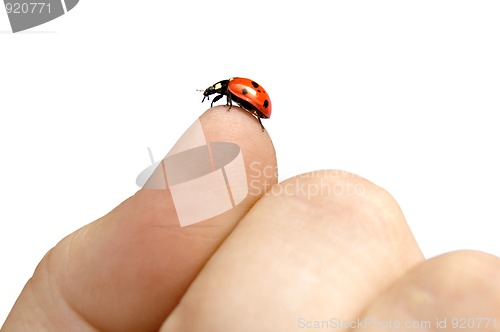 Image of ladybug