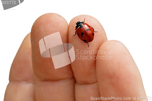 Image of Ladybug on the hand