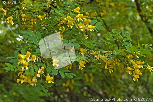 Image of Blossoming Acacia_5