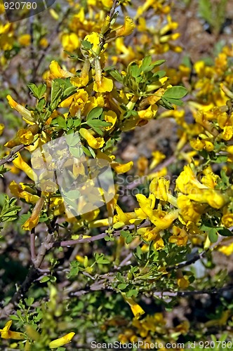 Image of Blossoming Acacia_6