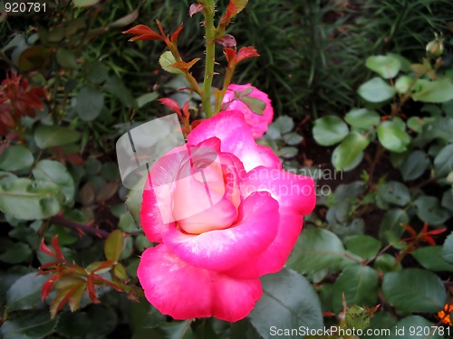 Image of Blossoming pink roses