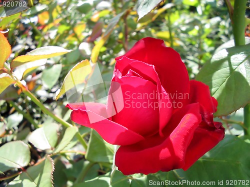 Image of Blossoming red roses