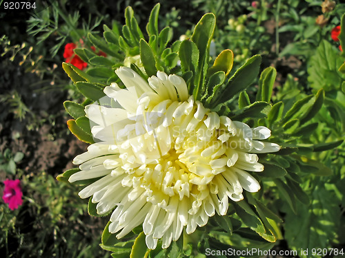 Image of Blossoming white aster