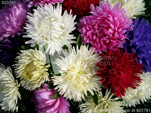 Image of Bouquet of asters