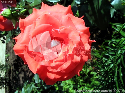 Image of Bud orange roses