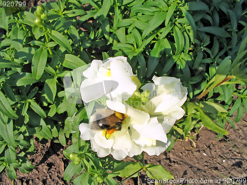 Image of bumble bee in a flower