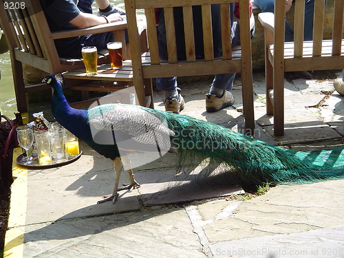 Image of Peacock