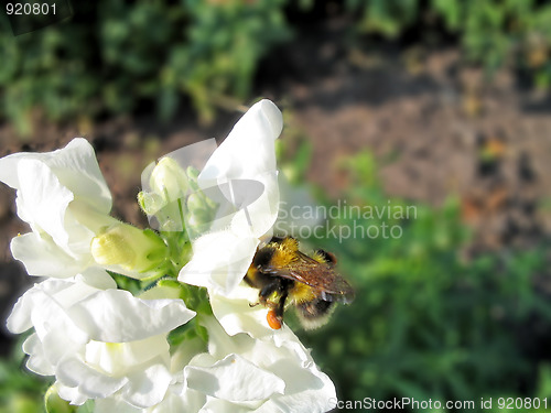 Image of Bumblebee on a flower