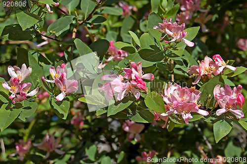 Image of bush dogberry_5