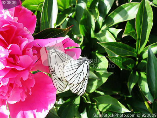 Image of butterfly