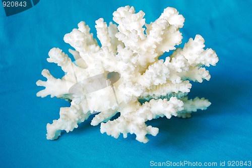 Image of Coral