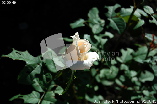 Image of cream roses