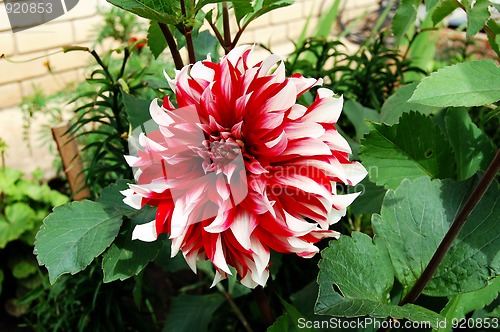 Image of dahlia