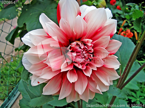 Image of dahlias