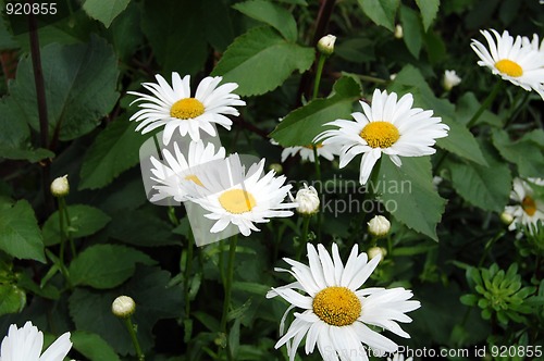 Image of Daisies