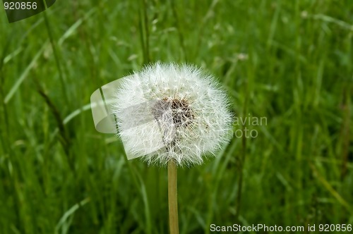 Image of Dandelion