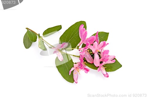 Image of flowering branch_1