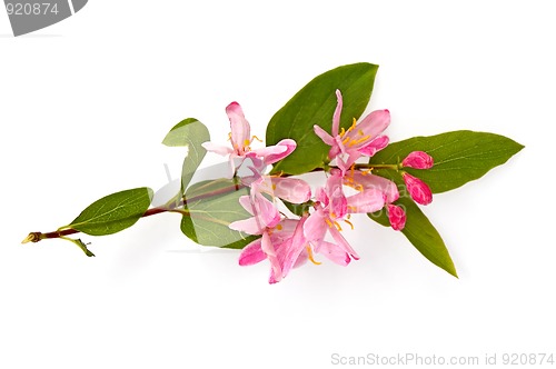 Image of flowering branch_2