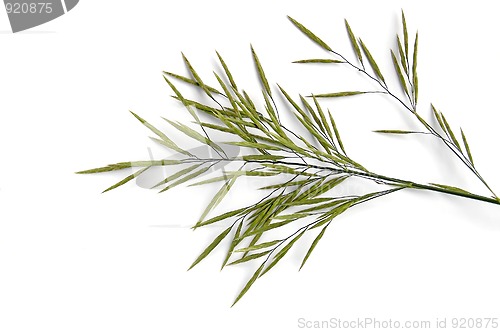 Image of Flowering panicle weed