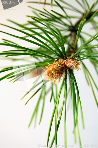 Image of flowering pine