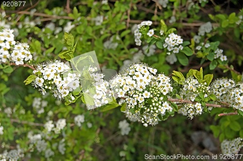 Image of Flowering shrubs_1