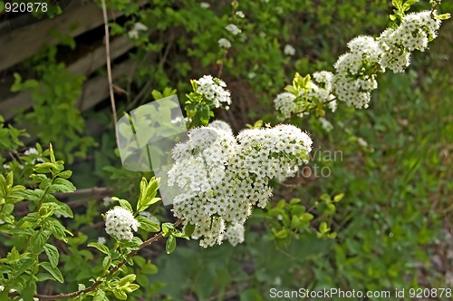 Image of Flowering shrubs_2