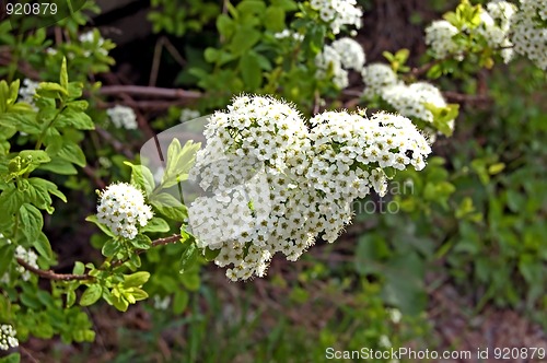 Image of Flowering shrubs_3