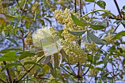 Image of Flowering tree_1