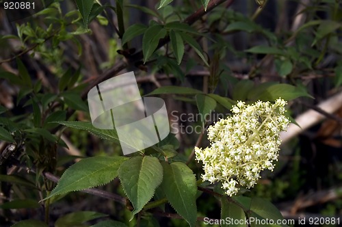 Image of Flowering tree_2