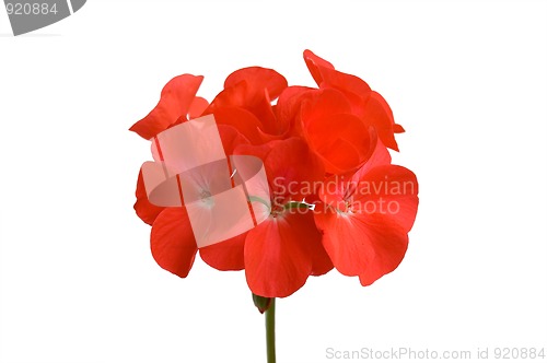 Image of geranium_1