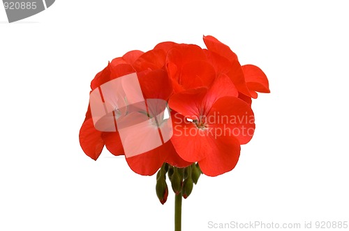 Image of geranium_2