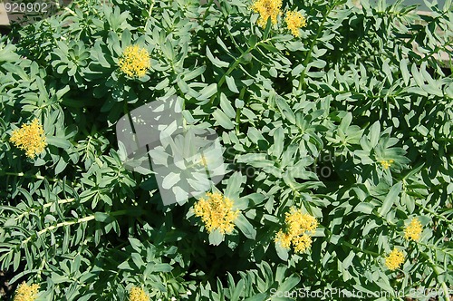 Image of Golden Root