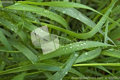 Image of Grass after rain
