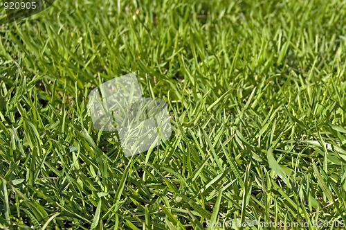 Image of Green lawn