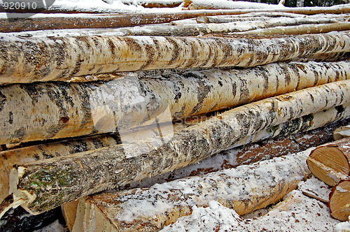 Image of Harvested birch